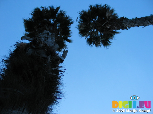 20471 Palmtrees at Barcelonetta beach